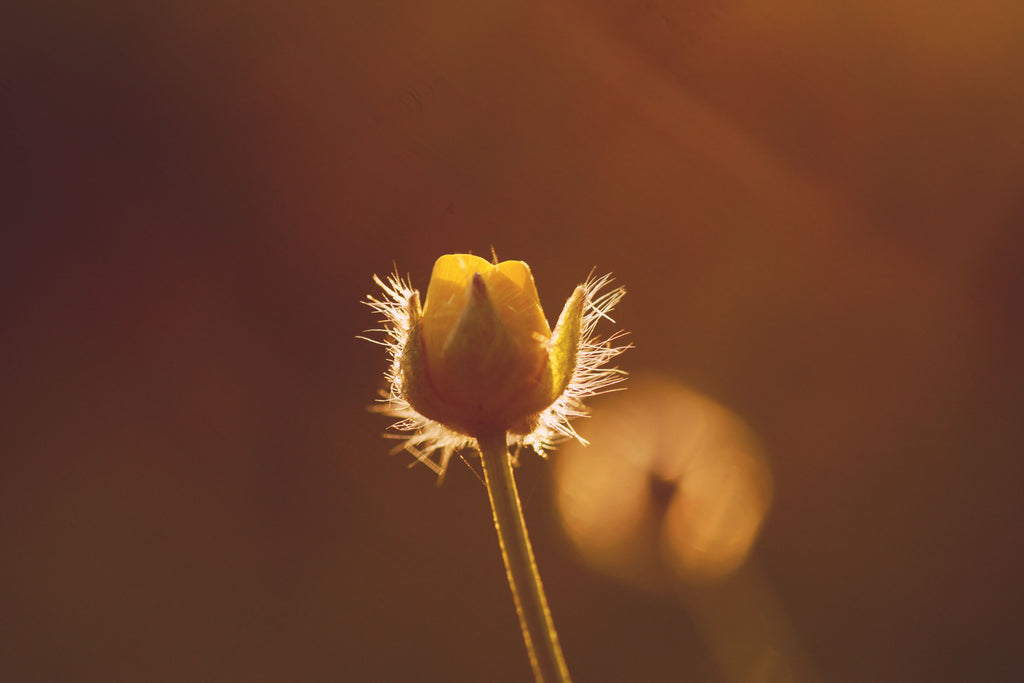Ways to Honour a Baby After Pregnancy Loss