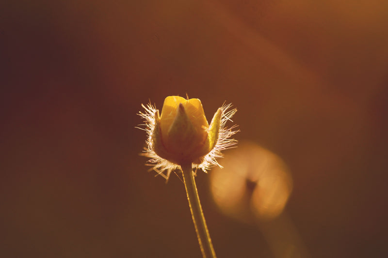Ways to Honour a Baby After Pregnancy Loss