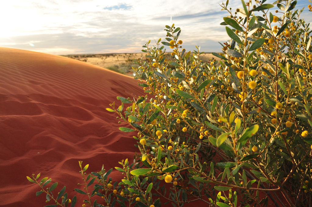 Australian desert landscape protected by Bush Heritage Australia, representing conservation of native habitats, wildlife and biodiversity.