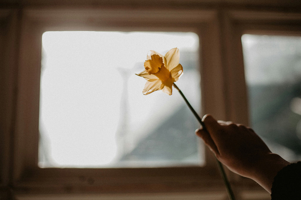 Hand holding a daffodil, symbolising hope and support for people affected by cancer.