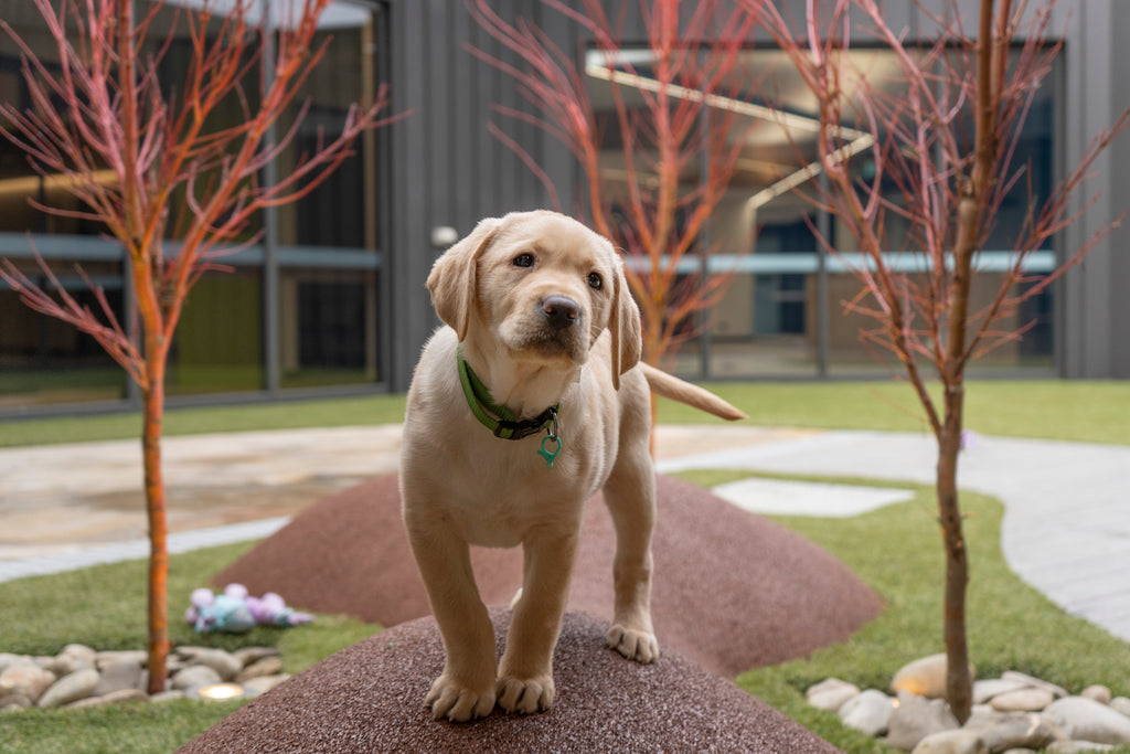 Guide dog puppy in training, representing the life-changing support and independence Guide Dogs provides to people with low vision or blindness.