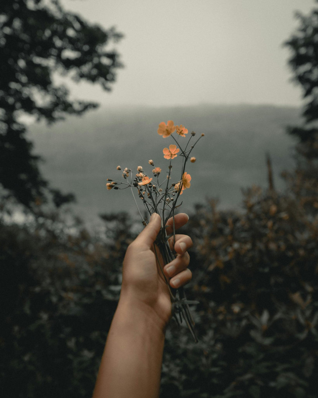Hand holding orange wildflowers, representing hope, kindness and connection through Orange Sky Australia's support for people doing it tough.
